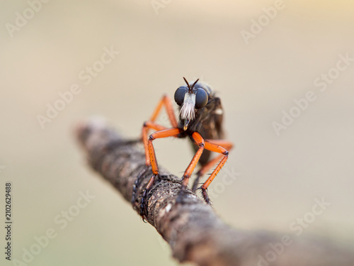 Dasypogon Robber Flies (Family Asilidae)