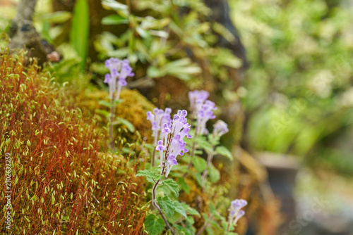 Foto Purple Scutellaria indica skullcap flowers blooming among moss with green copy s