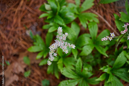 Bild auf Leinwand White Mukdenia rossii rockfoil flowers blooming above lush green leaves in sprin