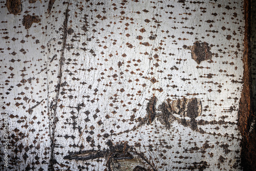Картината върху платно Natural white birch bark with distinctive dark markings and organic texture