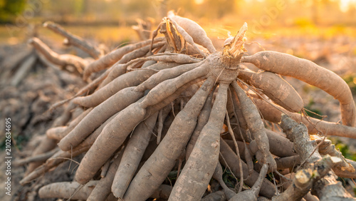 Obraz na płótnie Cassava roots