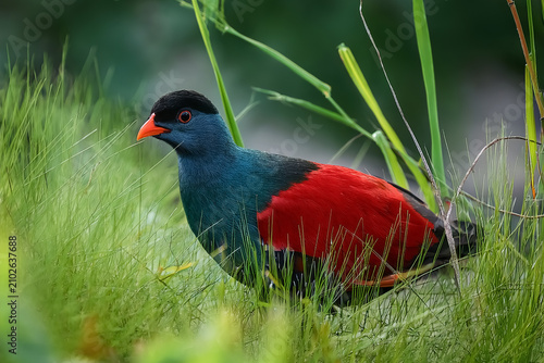 Ein hübscher farbenfroher Vogel streift durch das grüne Gras