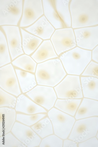 Bild auf Leinwand Abstract cellular structure with nuclei