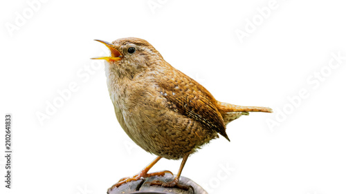 Foto Small brown wren bird singing perched on a wooden post against a white backgroun
