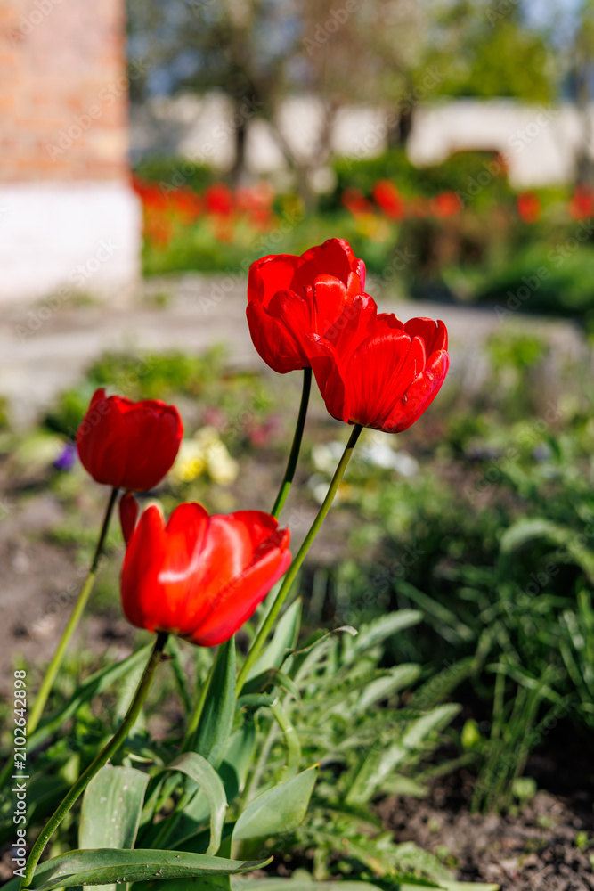 Obraz premium Close-up of vibrant red tulip flowers blooming in a spring garden on ground background