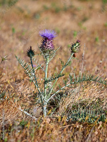 Wild Artichoke (Cynara humilis). Dwarf Thistle. Mediterranean Flora: Wild Purple Artichoke Thistle