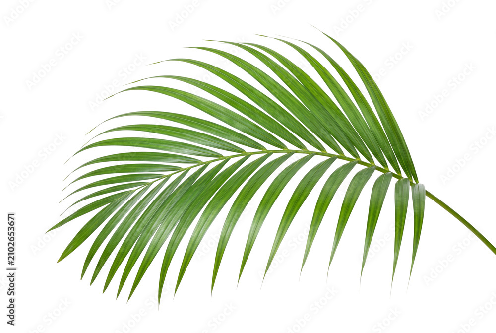 Obraz premium Palm leaf frond vibrant green isolated on transparent background