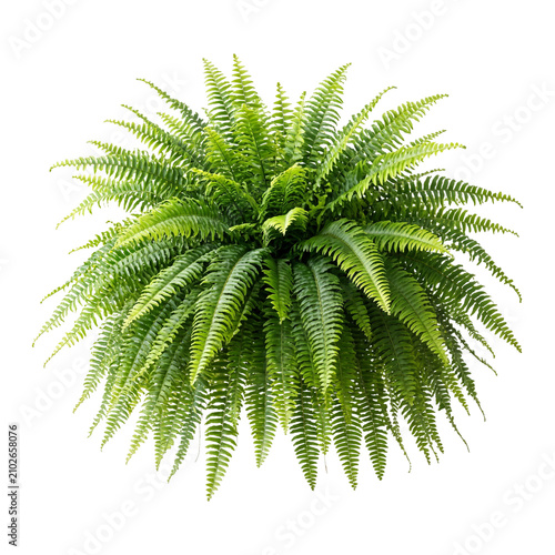 Cuadro en lienzo Boston fern fronds isolated on transparent background