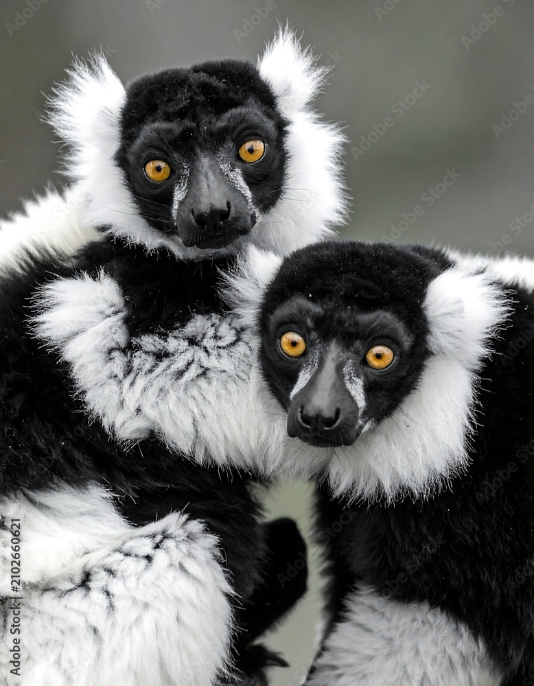 Fototapeta premium Two primates with black fur and striking white collars stare directly at the viewer, their eyes a vivid amber