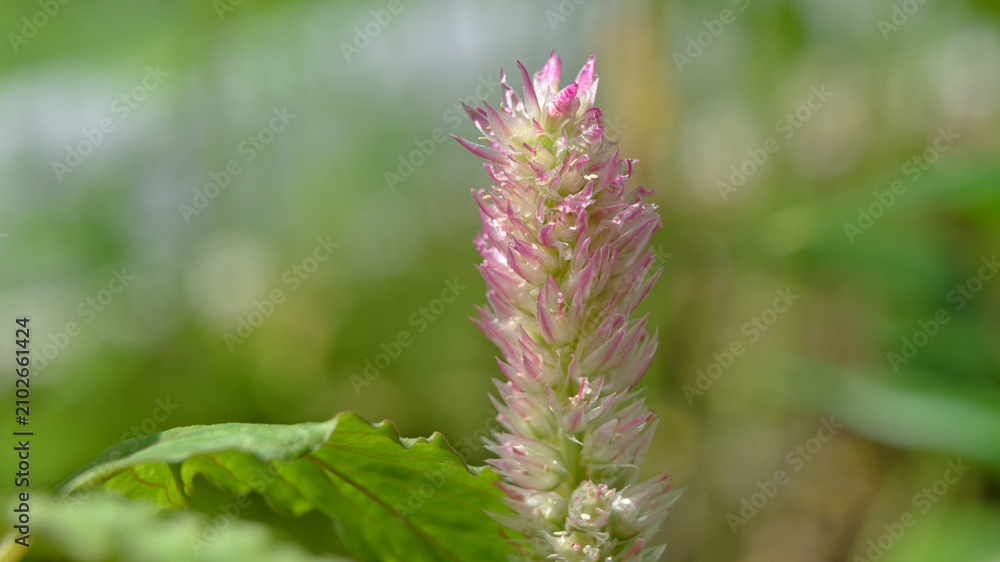 Fototapeta premium Pink plumed celosia flower in early bloom with a soft green background