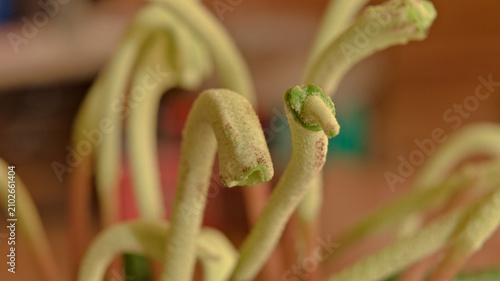 Quadro su tela Macro close-up of a Peperomia caperata flower spike with soft background