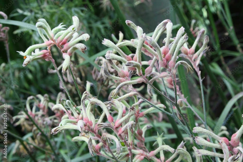 Obraz premium Unusual Fuzzy Blooms of a Kangaroo Paw Plant