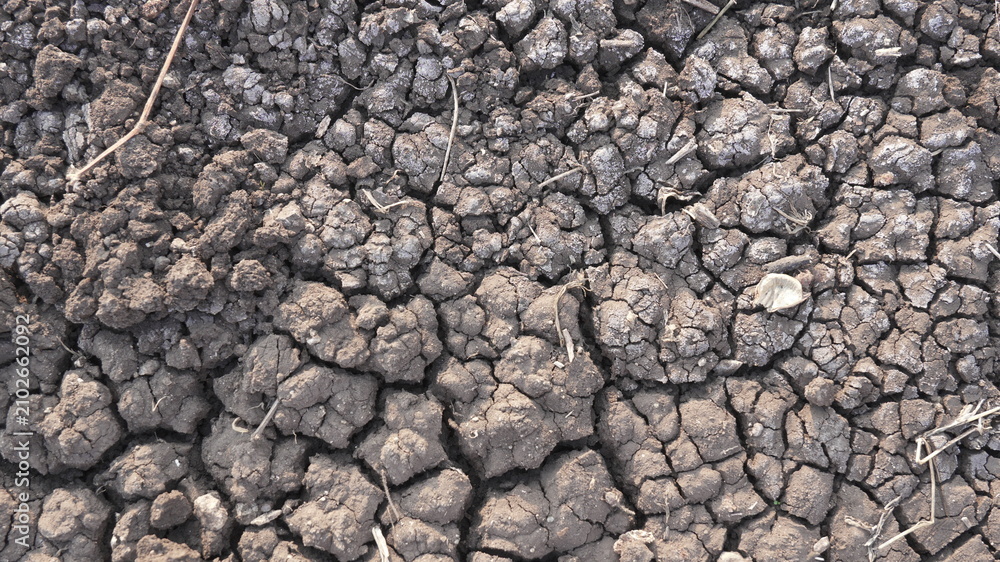 Fototapeta premium Dry Soil Texture with Natural Cracks Background