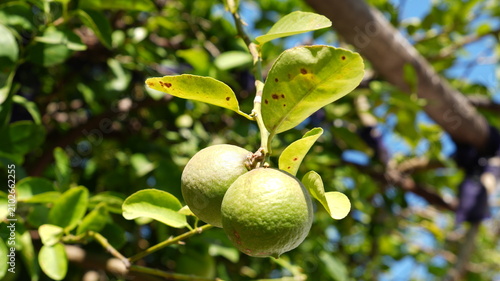 Fresh Green Limes Growing on Citrus Tree in Sunny Orchard