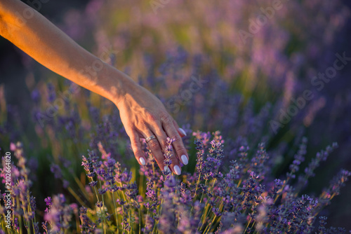 Lavender hand field. Woman touching purple blossoms at sunset for aromatherapy relaxation