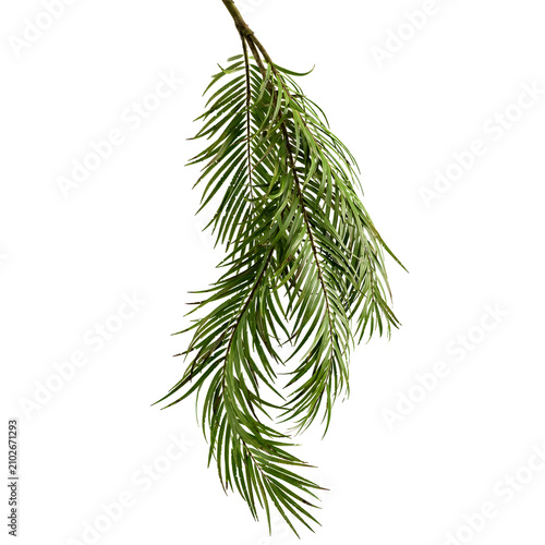 Konstfotografi pine branch isolated on white background