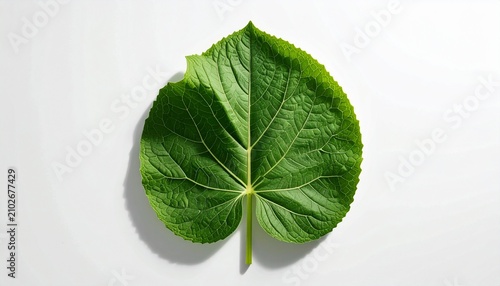 Single green leaf with heart-like shape and detailed veins on white background, bright lighting emphasizing texture, symmetry, and natural botanical freshness.