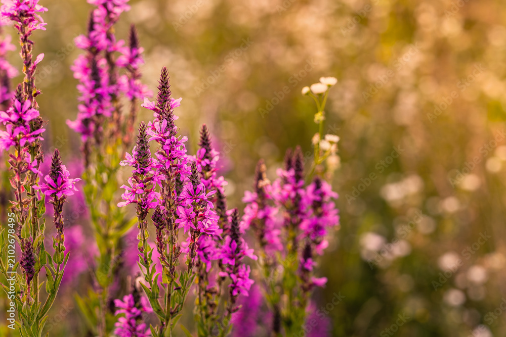 Obraz premium Vibrant magenta wildflower spikes in sharp focus with warm golden bokeh background, macro nature photography.