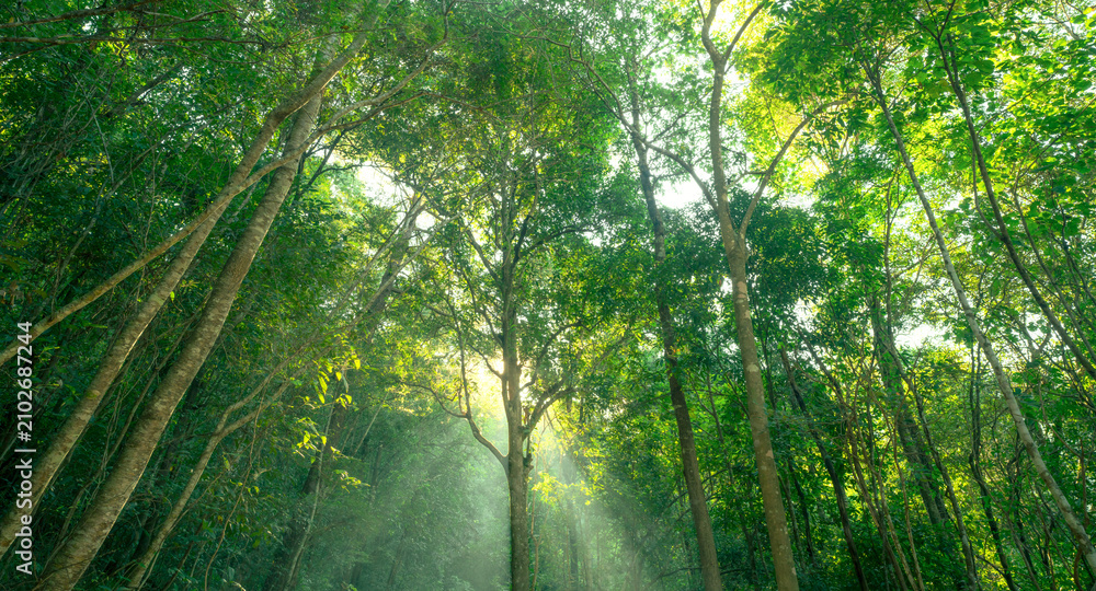 Fototapeta premium Green trees in forest capture CO2. Natural carbon sink fight climate change. Sustainability in carbon-neutral ecosystems. Green and sustainable environment. Natural carbon capture. Carbon credit.