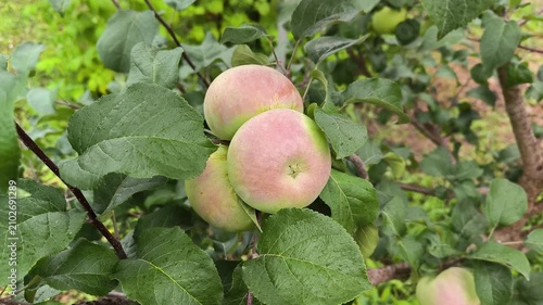apples on a tree
