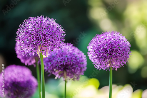Close up of vibrant purple allium flowers blooming in a colorful garden setting.