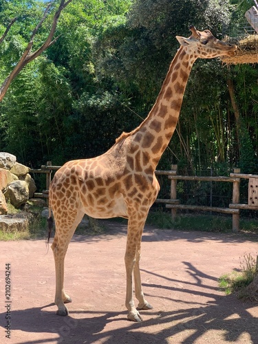 Bild auf Leinwand giraffe in the zoo