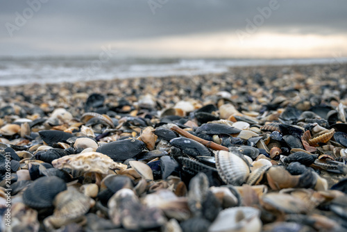 Obraz na płótnie beach covered with a large quantity of shells washed ashore after a storm
