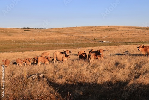 Fotografi Vaches de race Aubrac dans les paturages dorés du soleil couchant