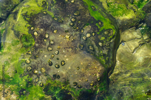 Foto A top down view shows a group of small sea limpets clinging to a large green mos