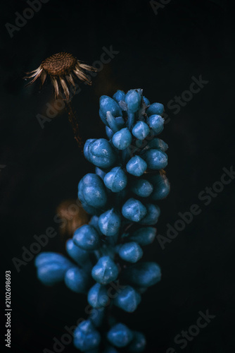 Stunning Macro Photography of Vibrant Blue Grape Hyacinth Flowers