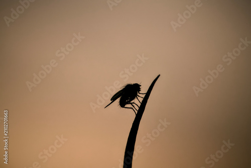 Silhouette of a Tiny Fly on a Plant Stem at Golden Hour