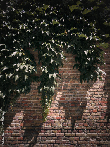 Lush Green Ivy Cascading Down a Rustic Old Brick Wall in Bruges