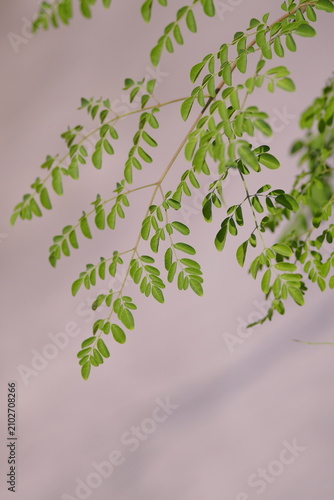 Fotografi Moringa leaves are rich in nutrients and antioxidants