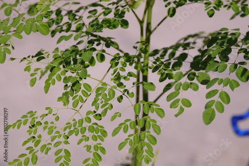 Foto Moringa leaves are rich in nutrients and antioxidants