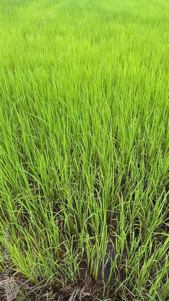 Obraz premium Green background, Green grass, Closeup green, Green leaf.
