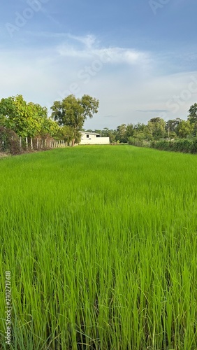 Green background, Green grass, Closeup green, Green leaf.