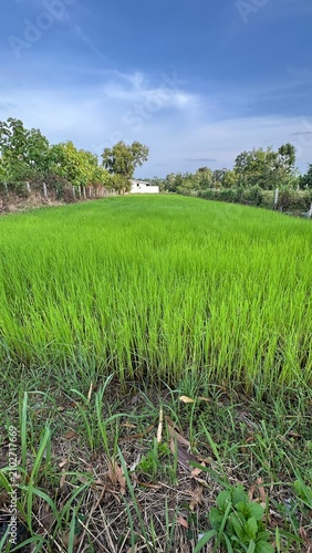 Green background, Green grass, Closeup green, Green leaf.