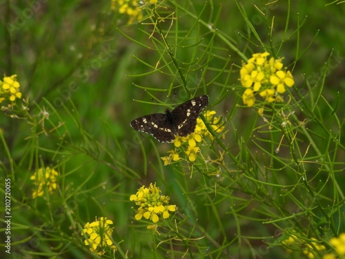 Foto kolorowy motyl na tle zieleni