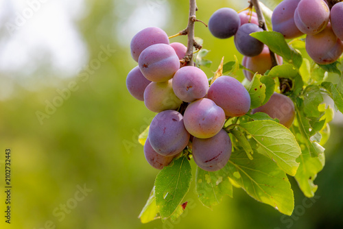 Selective focus of ripening purple Opal plums fruits on tree with green leaves and sunlight in the orchard, Prunus domestica is a species of flowering plant in the family Rosaceae, Natural background.