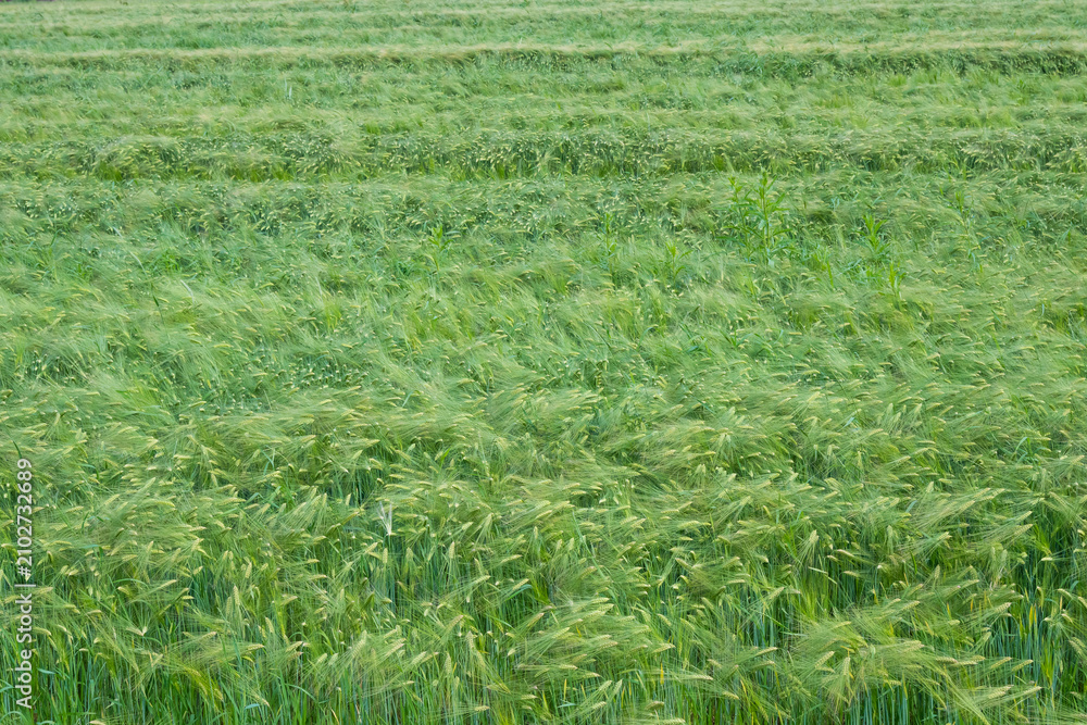 Fototapeta premium Horizontal close-up of a vibrant green barley field with long awns and stalks. Great for nature textures, agricultural backgrounds, and eco-friendly design.