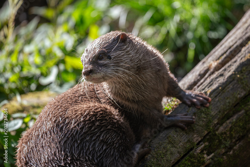 Asian small-clawed otter climbing a mossy log showing front paws and claws