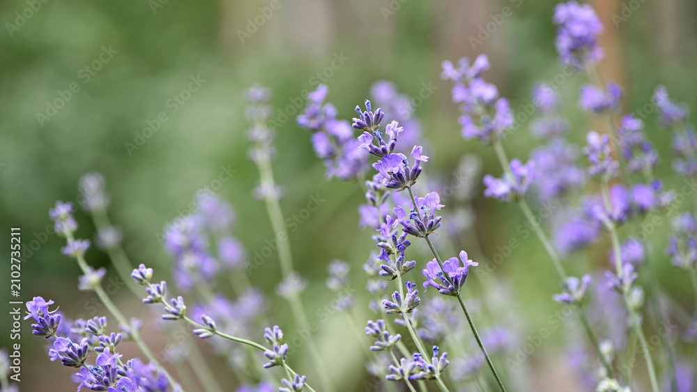 Obraz premium lavender. Green bushes with blue flowers. Lavandula flowering season. Close-up of small purple lavender flowers. The beauty of nature, macro photography. blooming fields. spring or summer