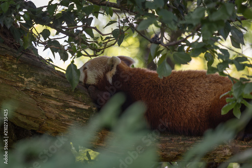 Sleeping red panda resting on a mossy tree branch surrounded by green leaves