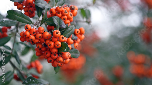 Schilderij op canvas Winter rowan tree under snow close-up