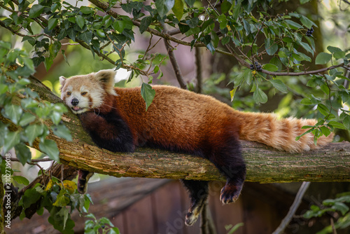 Foto Playful red panda lying down on a tree branch looking at the viewer