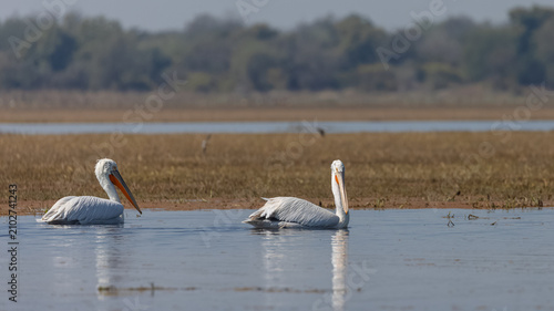 Dalmatian pelican (Pelecanus crispus) floating in river during the winter migration in the forest.