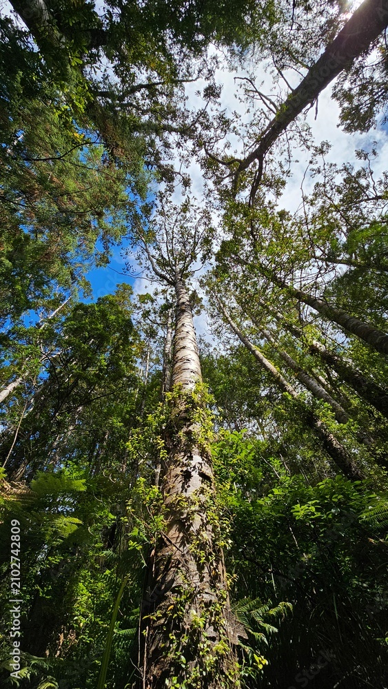 Fototapeta premium Kāuri trees in the forest