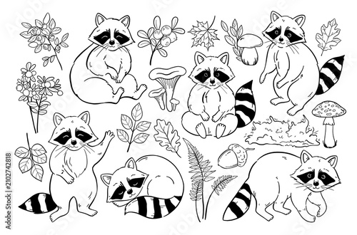 Cute Raccoon Collection Hand Drawn Line Art Set Woodland Animals and Forest Elements