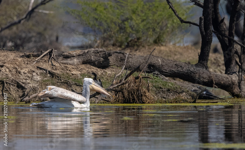 Dalmatian pelican (Pelecanus crispus) floating in river during the winter migration in the forest.