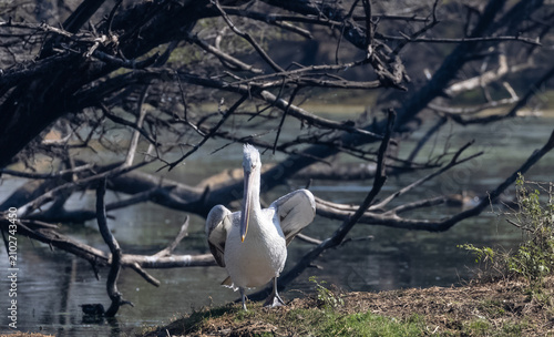Dalmatian pelican (Pelecanus crispus) floating in river during the winter migration in the forest.